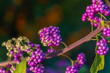 コムラサキの実