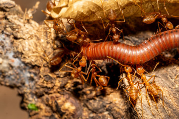 Red ants bitting and carry millipede insect to food