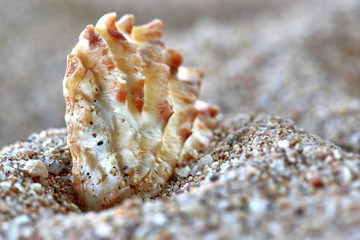 Seashells on the sand