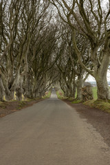 The Dark hedges entangled Beech trees in winter, filming location for HBO's Game of Thrones 