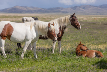 Wild Horse Mare and Foal in Spring in Utah