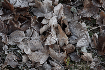 foliage nature background, black, dark, stone, mood