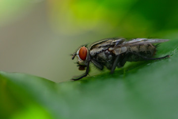 The fly animal close focus short 