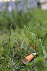 Closeup cigarette butt on ground among young green grass in the park.  Trash on the grass with copy space. Garbage on street. Concept of nature pollution. 