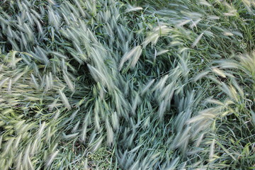  High green grass field with spikelets in summer sunny day, close up, top view
