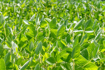 Rural landscape - field the soybean (Glycine max) in the rays summer sun, closeup