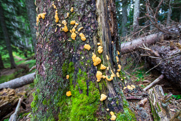 Pilze und Eierschwammerl