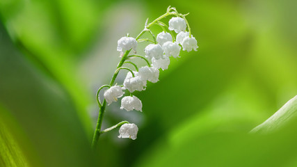 Lily of the valley (Convallaria majalis), blooming in the spring forest, close-up