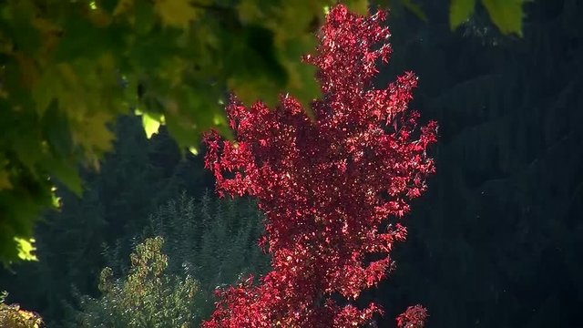 Ein tiefes Rot hat sich der Ahorn im Herbst zugelegt