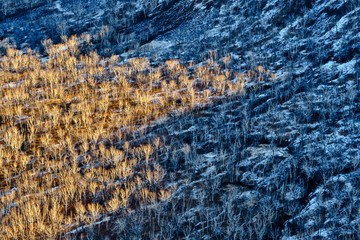 Aerial view of winter landscape with golden and blue bare trees. Kamchatka, Russia.