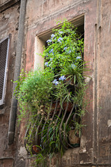 Fototapeta na wymiar Colorful plants and flowers growing out from old Roman window