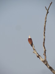 bird on branch