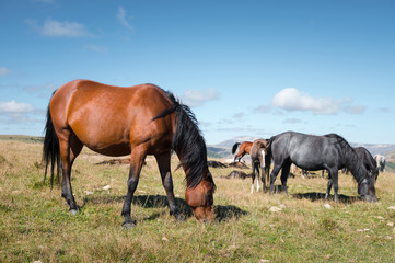 Wild Caucasian horses with their foals graze in the high-mountain meadow of the North Caucasus on a sunny day