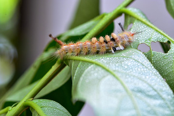 The small animal on tree plant 