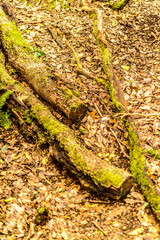 Composition of dry logs with green moss lying on the gutter along the path of the senses. April 11, 2019. Vega De Las Mercedes Santa Cruz De Tenerife Spain Africa. Travel Tourism Street Photography.