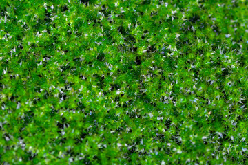 Obraz premium The green lantern of the moss, beautiful moss 