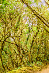 Leafy And Green Forest Of Laurisilva Trees On The Path Of The Senses. April 11, 2019. Vega De Las Mercedes Santa Cruz De Tenerife Spain Africa. Travel Tourism Street Photography.