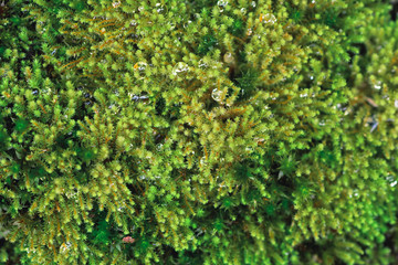 Fototapeta na wymiar The green lantern of the moss, beautiful moss 
