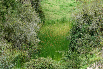 Highlands of Ecuador Chilcatotora Cow Pasture