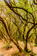 Specimen of Laurisilva Monteverde Tree Repelled with green moss on its trunk on the path of the senses. April 11, 2019. Vega De Las Mercedes Santa Cruz De Tenerife Spain Africa. Travel Tourism Street