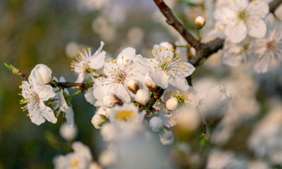 Cherry tree flowers in the spring