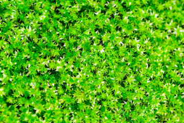 Obraz premium The green lantern of the moss, beautiful moss 