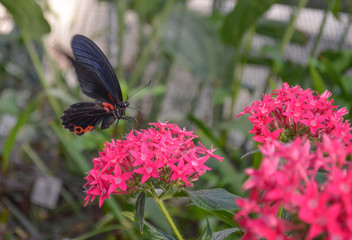 Fototapeta premium *Schmetterling*