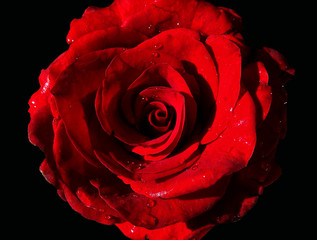 red rose isolated on black background