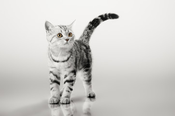 one grey stripy beautiful little kitten
