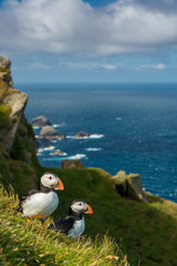 Cute Atlantic puffin in natural environment, wildlife, close up, detail, isolated, Shetland,...