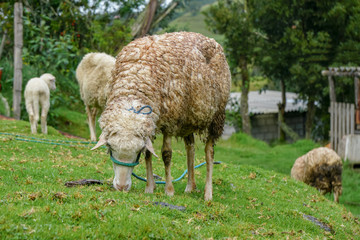 Obraz premium Highlands of Ecuador Chilcatotora Sheep
