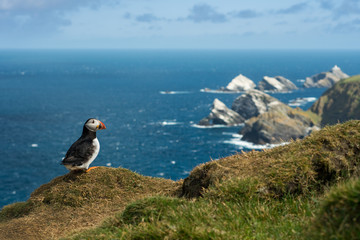 Cute Atlantic puffin in natural environment, wildlife, close up, detail, isolated, Shetland, Scotland, Fratercula arctica