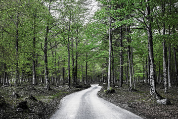 Fototapeta na wymiar Empty asphalt road in the misty forest