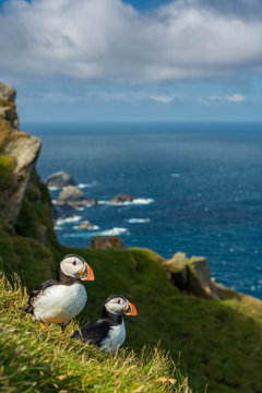 Cute Atlantic puffin in natural environment, wildlife, close up, detail, isolated, Shetland, Scotland, Fratercula arctica