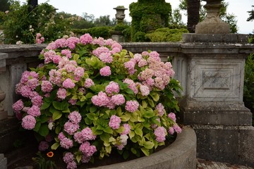 Beautiful well-groomed flowering abundantly in the garden fluffy hydrangea, harmoniously blended into the landscape design