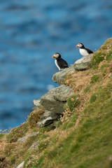 Cute Atlantic puffin in natural environment, wildlife, close up, detail, isolated, Shetland, Scotland, Fratercula arctica