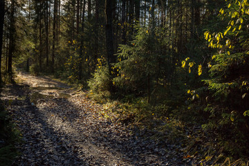 forest road illuminated by sunset light