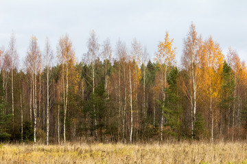 Fototapeta premium birch trees stand along the edge of the forest, autumn landscape in warm pastel colors