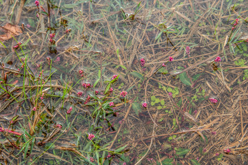Weeds and grass in a puddle