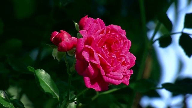 Eine rosa Rose und eine kleine Rosenknospe bewegen sich im Wind