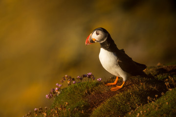 Cute Atlantic puffin in natural environment, wildlife, close up, detail, isolated, Shetland, Scotland, Fratercula arctica