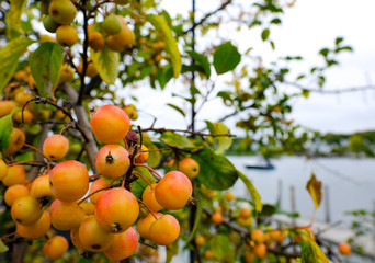 Berries seen during the fall near a New England lake.