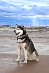 Dog breed Siberian Husky sitting on the shore of a stormy bay