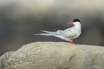 Arctic tern in the natural environment, close up, wildlife, Shetlands, Scotland, Sterna paradisaea