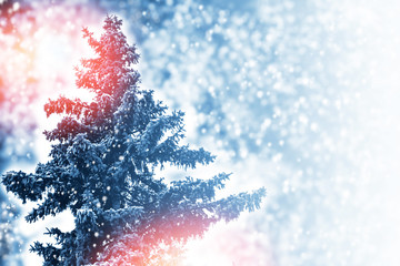  Frozen winter forest with snow covered trees.