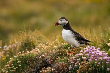 Cute Atlantic puffin in natural environment, wildlife, close up, detail, isolated, Shetland, Scotland, Fratercula arctica