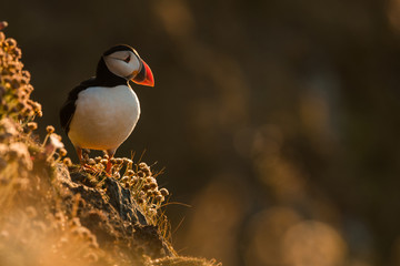 Cute Atlantic puffin in natural environment, wildlife, close up, detail, isolated, Shetland, Scotland, Fratercula arctica