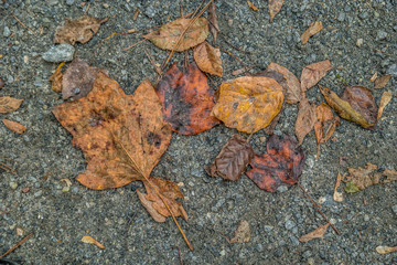 Autumn leaves crushed on asphalt