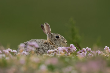 Wild rabbit in the natural environment, wildlife, close up, Oryctolagus cuniculus