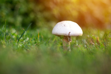 Champignon blanc dans l'herbe